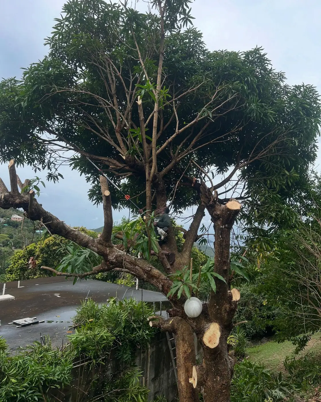 Tree Trimming & Removal by Complete Maintenance Solutions in St. Thomas